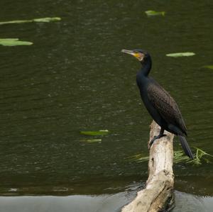 Kormoran