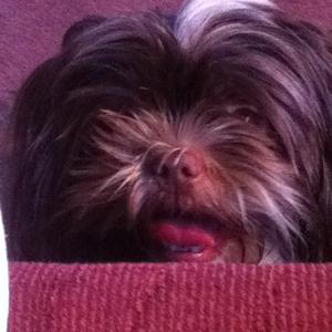 Shih Tzu