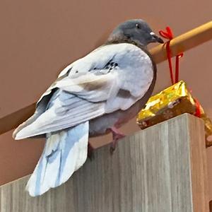 Rock Pigeon