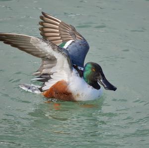 Northern Shoveler