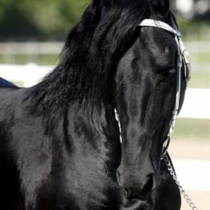 Friesian