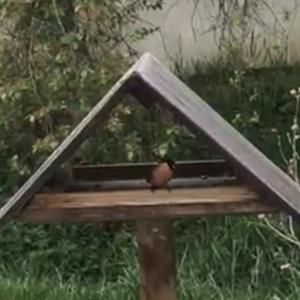 Eurasian Bullfinch