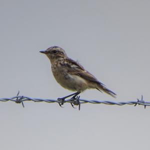 Braunkehlchen