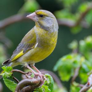European Greenfinch