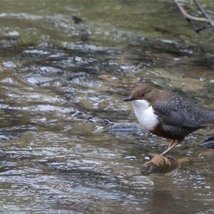 White-throated Dipper