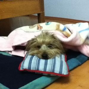 Silky Terrier