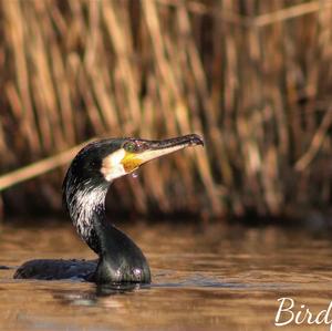 Kormoran