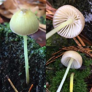Yellow-stalked Mycena