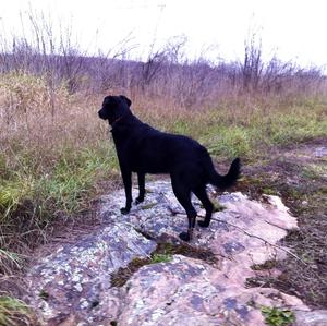 Retriever (Labrador)