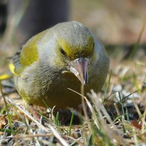 European Greenfinch