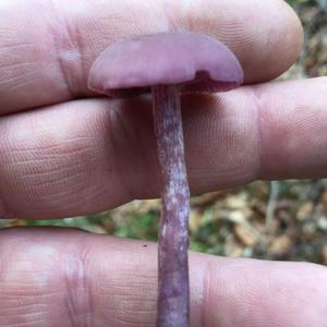 Amethyst Deceiver