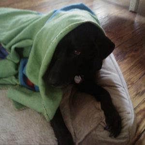 Retriever (Labrador)