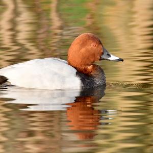 Common Pochard