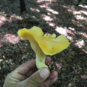 Chanterelle, Common