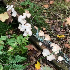 Unknown Species