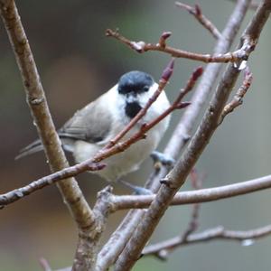 Marsh Tit