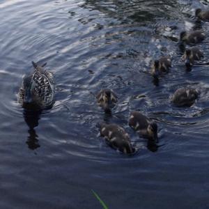 Stockente