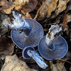 Lepista sordida var. lilacea