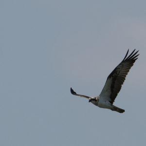 Osprey