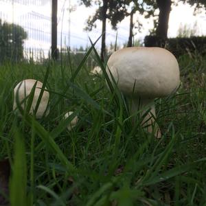 Citron Amanita