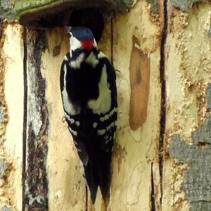 Great Spotted Woodpecker