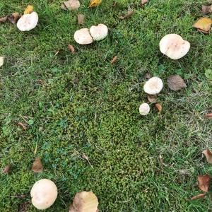 Unknown Species