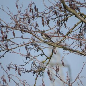 White Wagtail