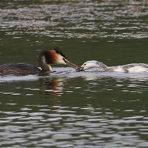 Great Crested Grebe