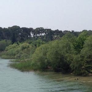 Silberreiher