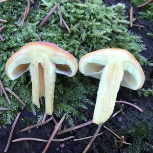 Grünblättriger Schwefelkopf
