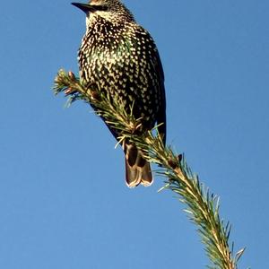Common Starling