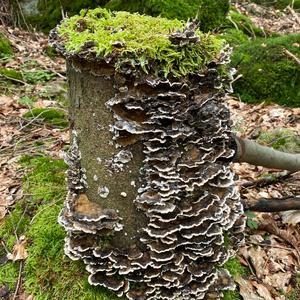 Turkey-tail