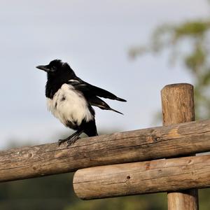 Black-billed Magpie