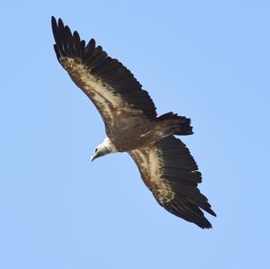 Griffon Vulture