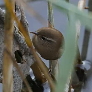 Winter Wren