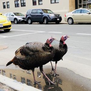 Wild Turkey