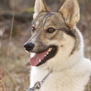 West Siberian Laika