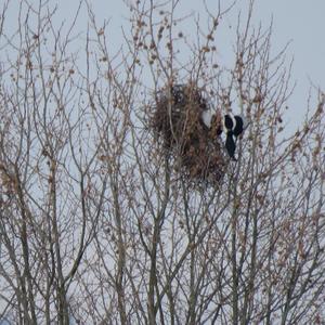Black-billed Magpie