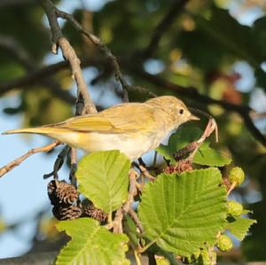 Willow Warbler