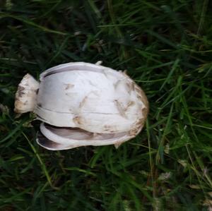 Shaggy Mane