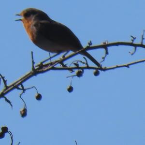 Unknown Species