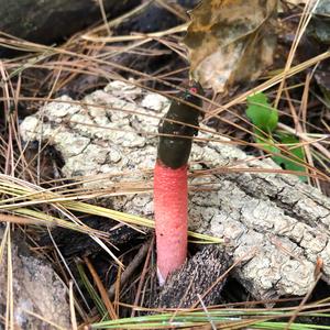 Dog Stinkhorn
