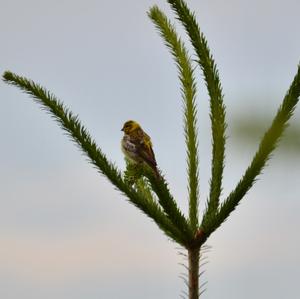European Serin