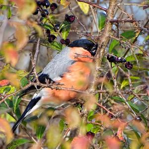 Eurasian Bullfinch