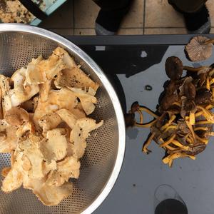 Hedgehog Fungus, Common