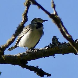 White Wagtail