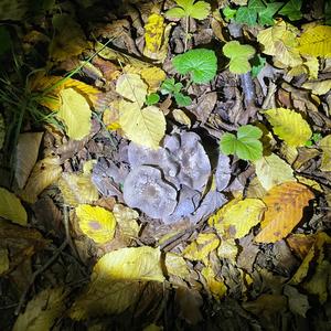 Unknown Species