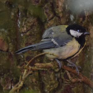 Great Tit