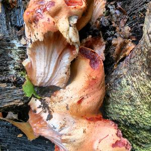 Beefsteak Polypore