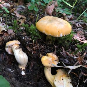 Chanterelle, Common